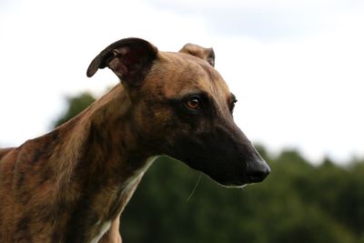 Close-up of a dog looking away