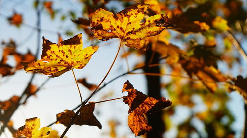 Low angle view of autumn tree against sky