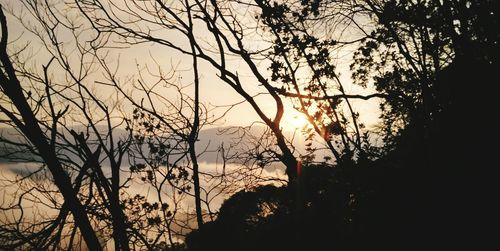 Silhouette of trees at sunset