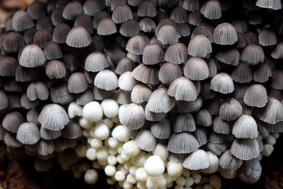 Full frame shot of mushrooms