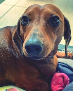 Close-up portrait of dog looking at camera