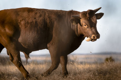 Cow standing in a field