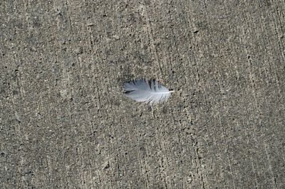 High angle view of bird on beach