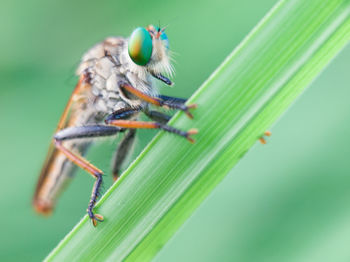 Close-up of insect on leaf