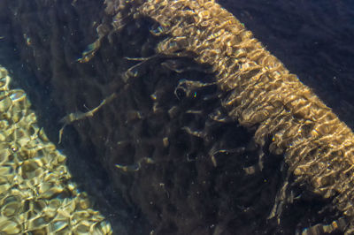 High angle view of turtle swimming in sea