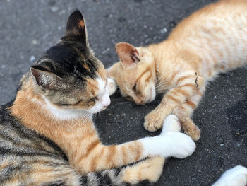 High angle view of cats on street