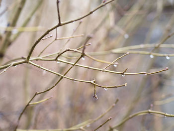 Close-up of water drops on branch