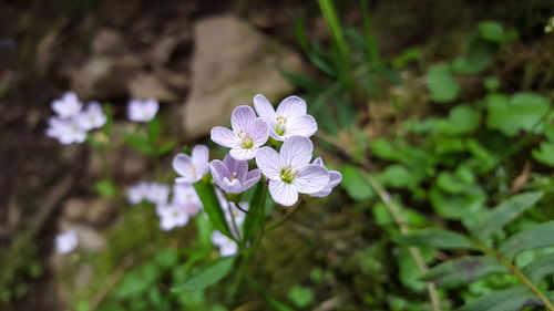 Close-up of purple flowers blooming outdoors