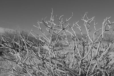 Close-up of plants on field against clear sky