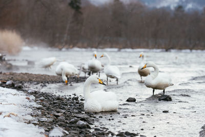 Flock of birds in snow