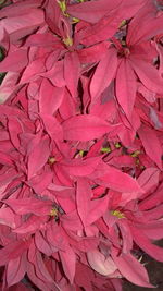 Full frame shot of pink flowers