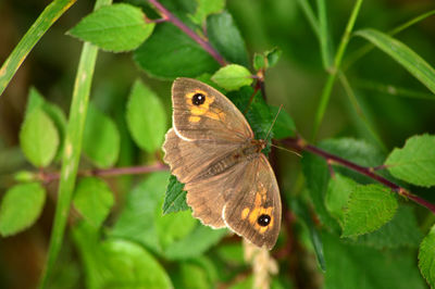 Close-up of butterfly perching on plant