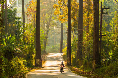 Man walking on road amidst trees in forest