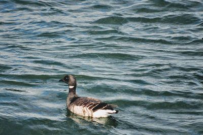 Duck swimming in lake