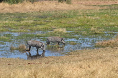 Deer grazing on field