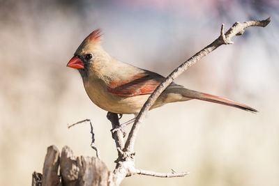 Close-up of bird perching outdoors