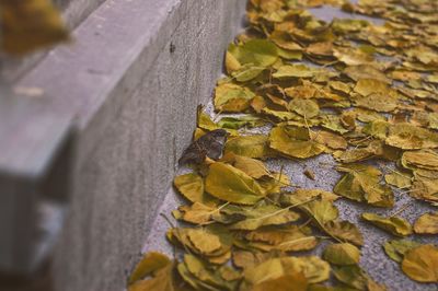 Close-up of autumn leaves