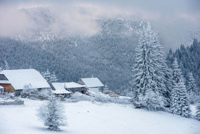Snow covered houses by pine trees