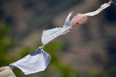 Close-up of frozen leaf hanging on plant