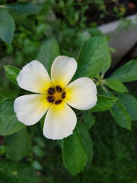 Close-up of white flower blooming outdoors