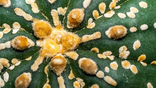 Full frame shot of plants