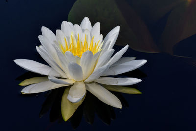 Close-up of water lily in lake