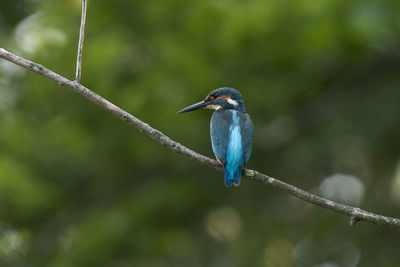 Close-up of bird perching on branch