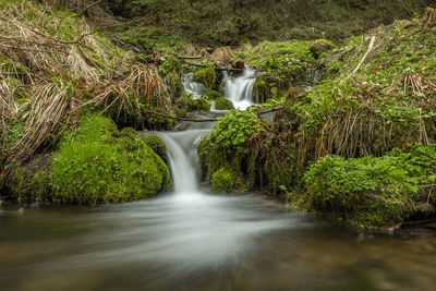 Scenic view of waterfall in forest