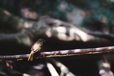 Close-up of insect on twig