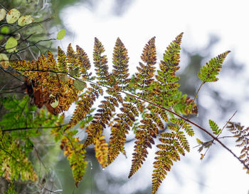 Close-up of plant against sky