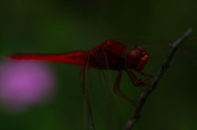 Close-up of insect on flower