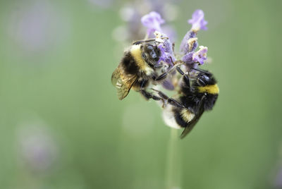 Close-up of bee on purple flower