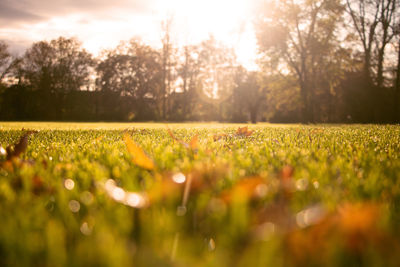 Surface level of grassy field against bright sun