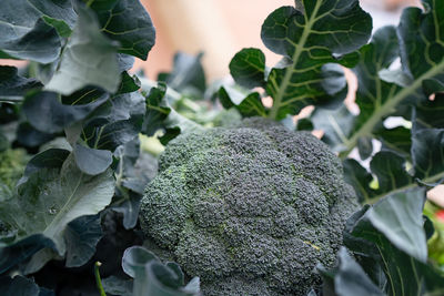 Close-up of fresh plants