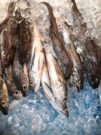 High angle view of fish for sale in market