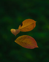 Close-up of autumn leaf