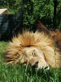 Cat sleeping in grass