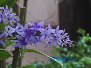 Close-up of purple flowers blooming outdoors