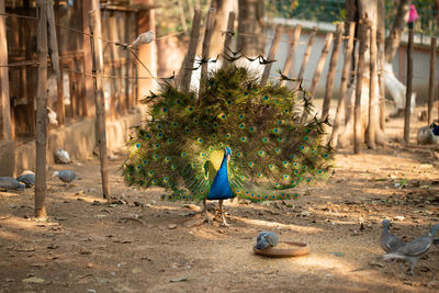 Beautiful peacock. peacock showing its tail, peacock with spread wings in profile.