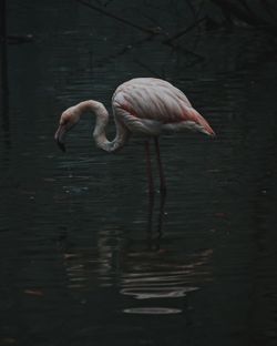 Flamingo in a lake