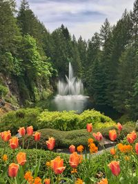 Butchart gardens water fountaine with flowers in the foreground