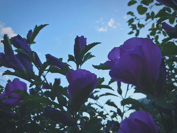 Close-up of purple flowering plants against sky