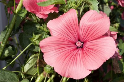 Close-up of pink hibiscus flower