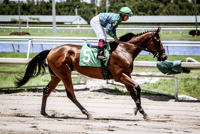 Side view of a horse