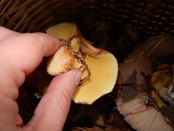 Close-up of person holding food