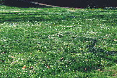 Plants growing on land