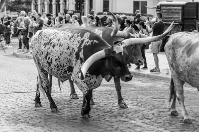 Portrait of cow standing on street