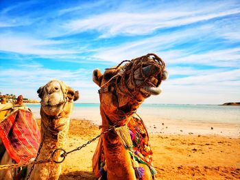 Close-up of animal on beach against sky