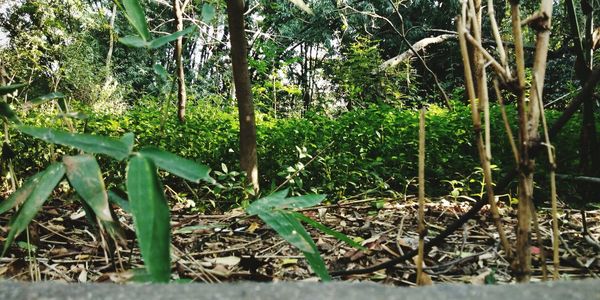Bamboo trees in forest