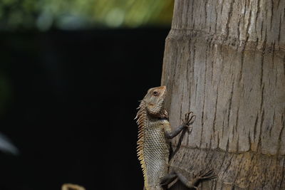 Close-up of squirrel on tree trunk